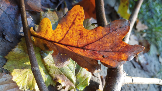 October is the month of color !