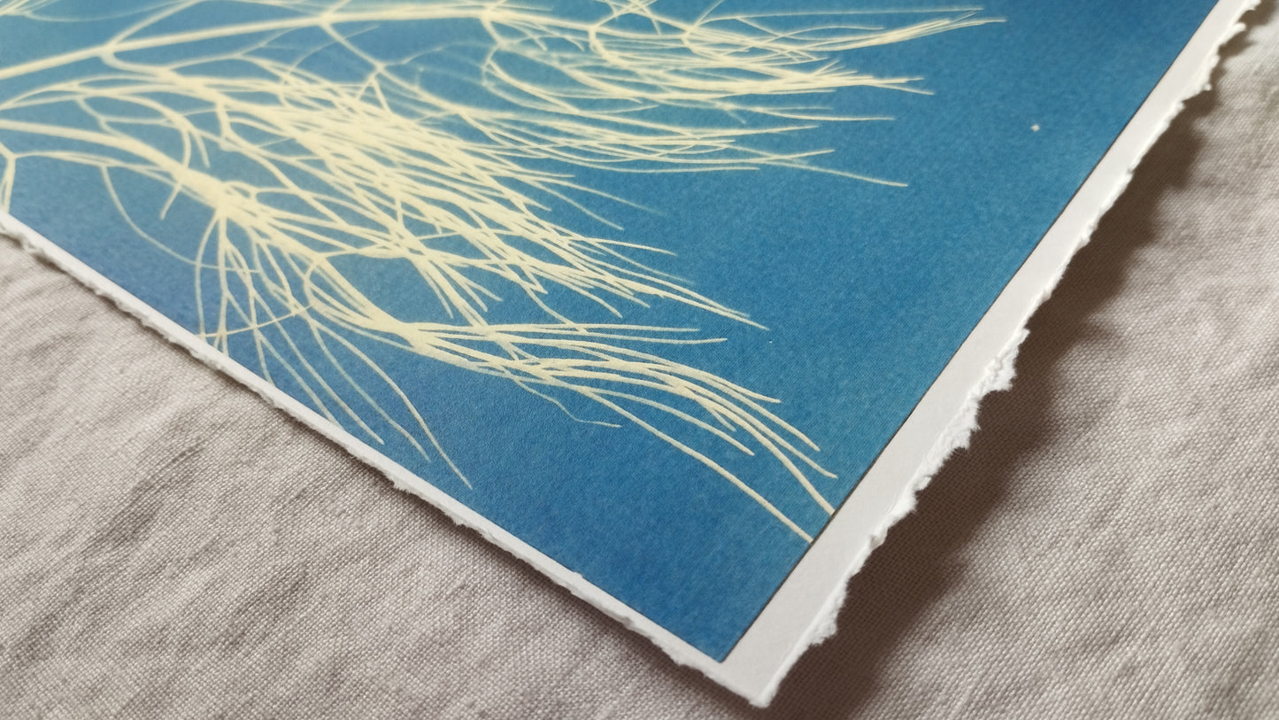 Atelier Créatif Cyanotypes